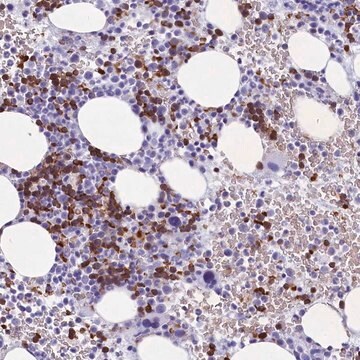 Anti-C16orf96 antibody produced in rabbit Prestige Antibodies&#174; Powered by Atlas Antibodies, affinity isolated antibody, buffered aqueous glycerol solution