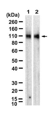 Anti-ApoER2/LRP-8 Antibody, clone 1B13 ZooMAb&#174; Rabbit Monoclonal recombinant, expressed in HEK 293 cells