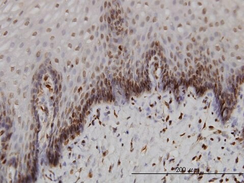 Monoclonal Anti-BANF1 antibody produced in mouse clone 3F10-4G12, purified immunoglobulin, buffered aqueous solution