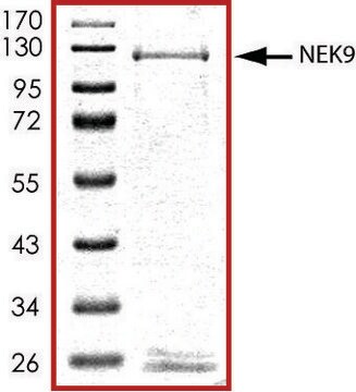 NEK9 (1-979), (deleted fragment 346-731), active, GST tagged human PRECISIO&#174; Kinase, recombinant, expressed in baculovirus infected Sf9 cells, &#8805;70% (SDS-PAGE), buffered aqueous glycerol solution