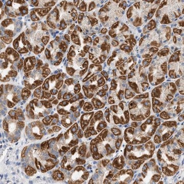 Anti-NDUFS8 antibody produced in rabbit Prestige Antibodies&#174; Powered by Atlas Antibodies, affinity isolated antibody, buffered aqueous glycerol solution