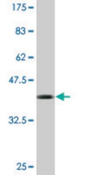 Monoclonal Anti-IFITM1 antibody produced in mouse clone 1F8, purified immunoglobulin, buffered aqueous solution