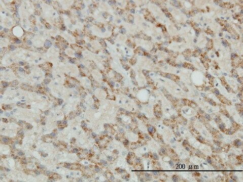 Monoclonal Anti-TYR antibody produced in mouse clone 2A2-F4, purified immunoglobulin, buffered aqueous solution