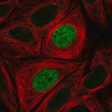 Anti-PHLDB1 antibody produced in rabbit Prestige Antibodies&#174; Powered by Atlas Antibodies, affinity isolated antibody