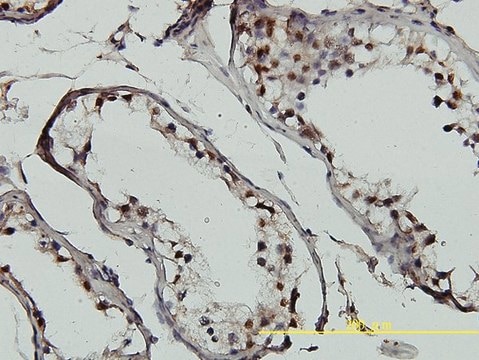 Monoclonal Anti-GTF2H1 antibody produced in mouse clone 1F12-1B5, purified immunoglobulin, buffered aqueous solution