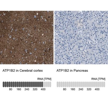 Anti-ATP1B2 antibody produced in rabbit Prestige Antibodies&#174; Powered by Atlas Antibodies, affinity isolated antibody, buffered aqueous glycerol solution