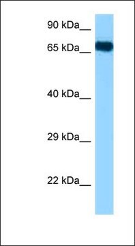 Anti-HSPA1A antibody produced in rabbit affinity isolated antibody