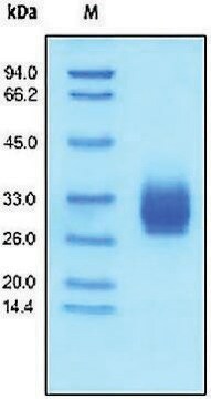 CD147 human recombinant, expressed in HEK 293 cells, &#8805;95% (SDS-PAGE)