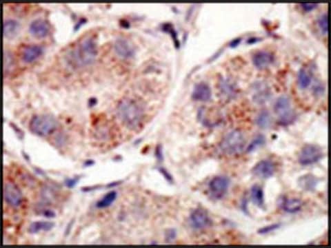 Anti-SUMO3 (C-term P94) antibody produced in rabbit IgG fraction of antiserum, buffered aqueous solution