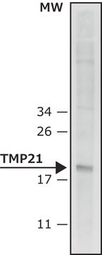 Anti-TMP21 (N-terminal) antibody produced in rabbit ~1.0&#160;mg/mL, affinity isolated antibody, buffered aqueous solution