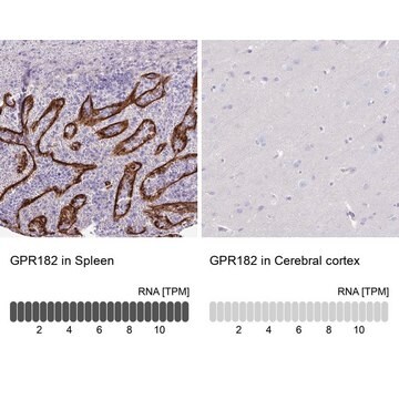 Anti-GPR182 antibody produced in rabbit Prestige Antibodies&#174; Powered by Atlas Antibodies, affinity isolated antibody, buffered aqueous glycerol solution