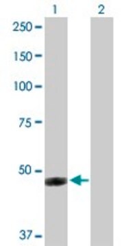 Anti-IFI44 antibody produced in rabbit purified immunoglobulin, buffered aqueous solution