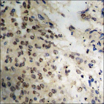 Anti-phospho-DAPK3 (pThr265) antibody produced in rabbit affinity isolated antibody