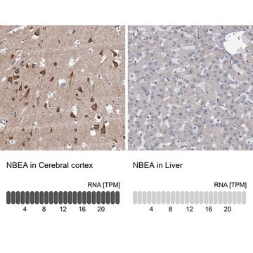 Anti-NBEA antibody produced in rabbit Prestige Antibodies&#174; Powered by Atlas Antibodies, affinity isolated antibody, buffered aqueous glycerol solution