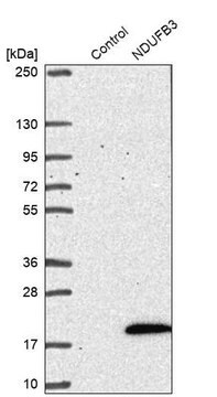 Anti-NDUFB3 antibody produced in rabbit Prestige Antibodies&#174; Powered by Atlas Antibodies, affinity isolated antibody, buffered aqueous glycerol solution