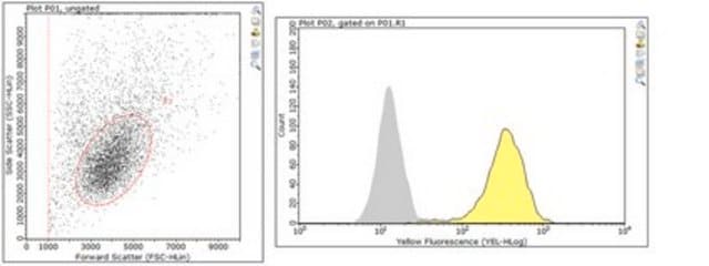 Anti-c-Met Antibody, clone seeMet 13 clone seeMet 13, from mouse