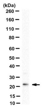 Anti-ING4 Antibody, clone BTIM-4 clone BTIM-4, from mouse