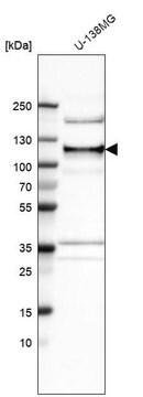 Anti-ANKLE2 antibody produced in rabbit Prestige Antibodies&#174; Powered by Atlas Antibodies, affinity isolated antibody, buffered aqueous glycerol solution