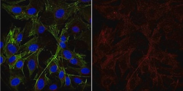 Anti-Galactocerebroside Antibody, clone mGalC Antibody, Alexa Fluor&#8482; 647 conjugate clone mGalC, from mouse, ALEXA FLUOR&#8482; 647