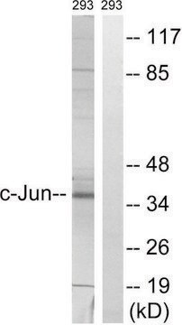 Anti-C-JUN antibody produced in rabbit affinity isolated antibody