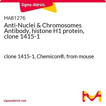 Anti-Nuclei &amp; Chromosomes Antibody, histone H1 protein, clone 1415-1 clone 1415-1, Chemicon&#174;, from mouse