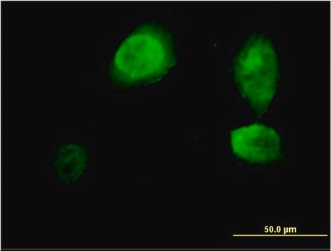 Monoclonal Anti-ING3 antibody produced in mouse clone 2C4, purified immunoglobulin, buffered aqueous solution