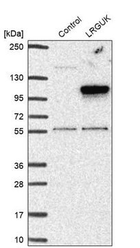 Anti-LRGUK antibody produced in rabbit Prestige Antibodies&#174; Powered by Atlas Antibodies, affinity isolated antibody, buffered aqueous glycerol solution, ab1