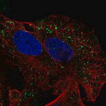 Anti-Sema3D Antibody Produced In Rabbit Prestige Antibodies&#174; Powered by Atlas Antibodies, affinity isolated antibody, buffered aqueous glycerol solution