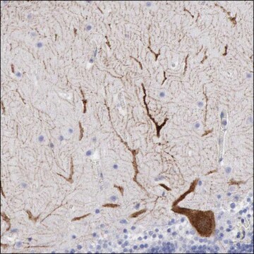 Anti-IRAK4 antibody produced in rabbit Prestige Antibodies&#174; Powered by Atlas Antibodies, affinity isolated antibody, buffered aqueous glycerol solution