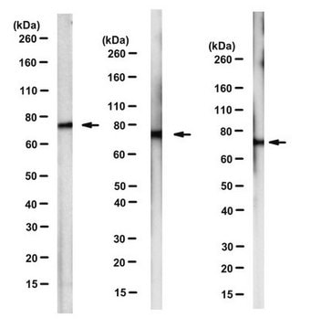 Anti-mtHsp70 Antibody, clone JG1 clone JG1, from mouse