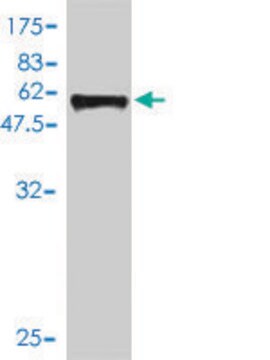 Monoclonal Anti-SIX2 antibody produced in mouse clone 3D7, purified immunoglobulin, buffered aqueous solution