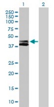 Anti-RTN4IP1 antibody produced in mouse purified immunoglobulin, buffered aqueous solution