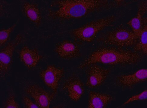 Anti-RNF149 (231-245) antibody produced in rabbit IgG fraction of antiserum, buffered aqueous solution