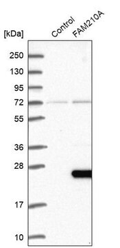 Anti-FAM210A antibody produced in rabbit Prestige Antibodies&#174; Powered by Atlas Antibodies, affinity isolated antibody, buffered aqueous glycerol solution