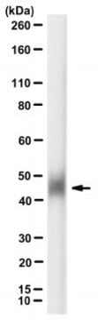 Anti-Tissue Factor/CD142 Antibody, clone HTF-1