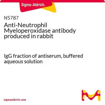 Anti-Neutrophil Myeloperoxidase antibody produced in rabbit IgG fraction of antiserum, buffered aqueous solution