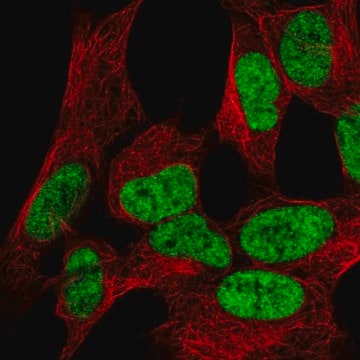 Anti-WIZ antibody produced in rabbit Prestige Antibodies&#174; Powered by Atlas Antibodies, affinity isolated antibody