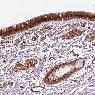 Anti-C7orf50 antibody produced in rabbit Prestige Antibodies&#174; Powered by Atlas Antibodies, affinity isolated antibody, buffered aqueous glycerol solution