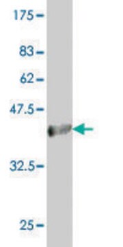 Monoclonal Anti-ACOX2 antibody produced in mouse clone 1D1, purified immunoglobulin, buffered aqueous solution