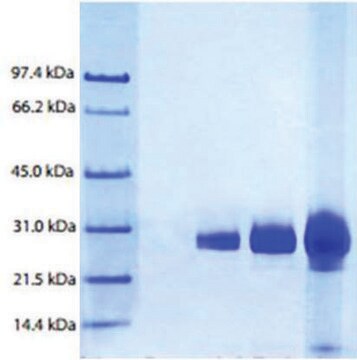 Azurocidin Neutrophil (Cationic protein 37) from human neutrophils &#8805;95% (SDS-PAGE)