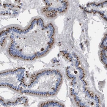 Anti-SLC37A2 antibody produced in rabbit Prestige Antibodies&#174; Powered by Atlas Antibodies, affinity isolated antibody, buffered aqueous glycerol solution