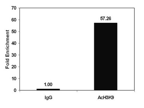 ChIPAb+ Oczyszczony acetylo-histon H3 (Lys9) - przeciwciało i zestaw primerów zweryfikowane pod kątem ChIP from rabbit, purified by using Protein A