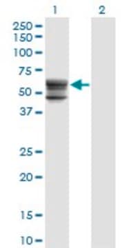 Monoclonal Anti-CHST12 antibody produced in mouse clone 3D6, purified immunoglobulin, buffered aqueous solution