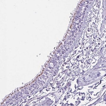 Anti-MRGPRG antibody produced in rabbit Prestige Antibodies&#174; Powered by Atlas Antibodies, affinity isolated antibody, buffered aqueous glycerol solution