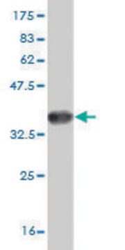 ANTI-HSF4 antibody produced in mouse clone 2B3, purified immunoglobulin, buffered aqueous solution