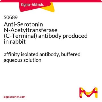 Anti-Serotonin N-Acetyltransferase (C-Terminal) antibody produced in rabbit affinity isolated antibody, buffered aqueous solution