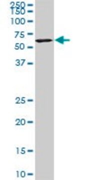 Monoclonal Anti-USP14, (C-terminal) antibody produced in mouse clone 1F8, purified immunoglobulin, buffered aqueous solution