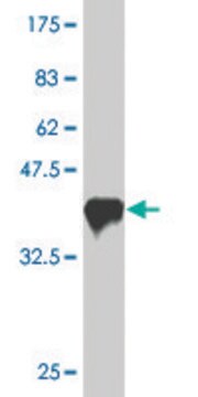 Monoclonal Anti-PASD1, (N-terminal) antibody produced in mouse clone 1G12, purified immunoglobulin, buffered aqueous solution