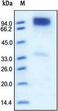 ErbB4/HER4 human recombinant, expressed in HEK 293 cells, &#8805;95% (SDS-PAGE)