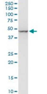 Monoclonal Anti-ENO1 antibody produced in mouse clone 3C8, purified immunoglobulin, buffered aqueous solution